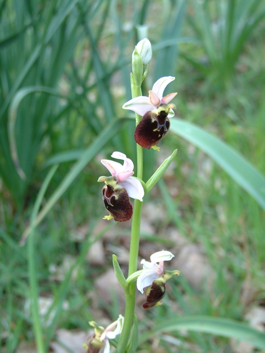 Ibrido Ophrys x ....